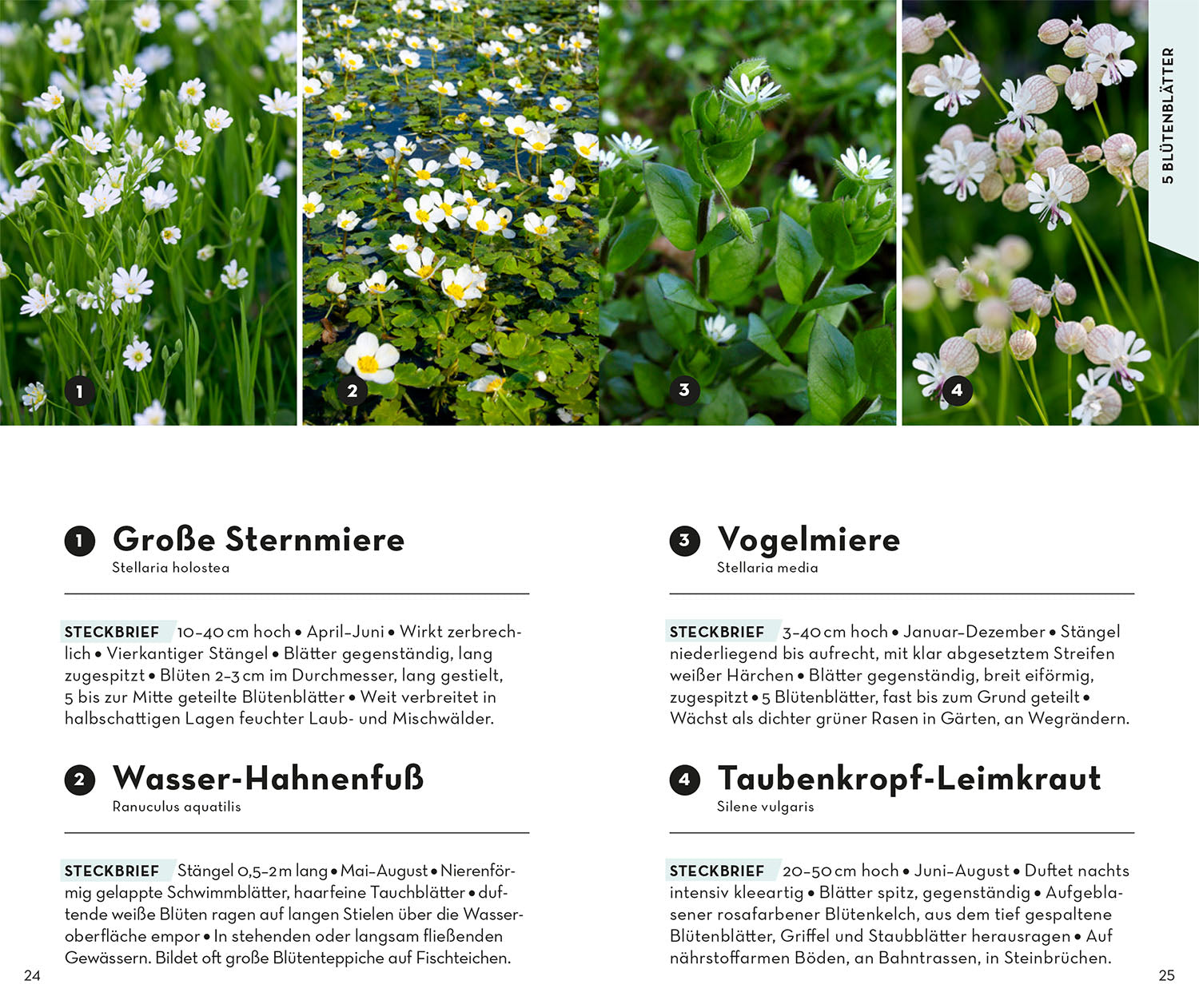 kosmos-basic-blumen-naturf-hrer-wildblumen image 4