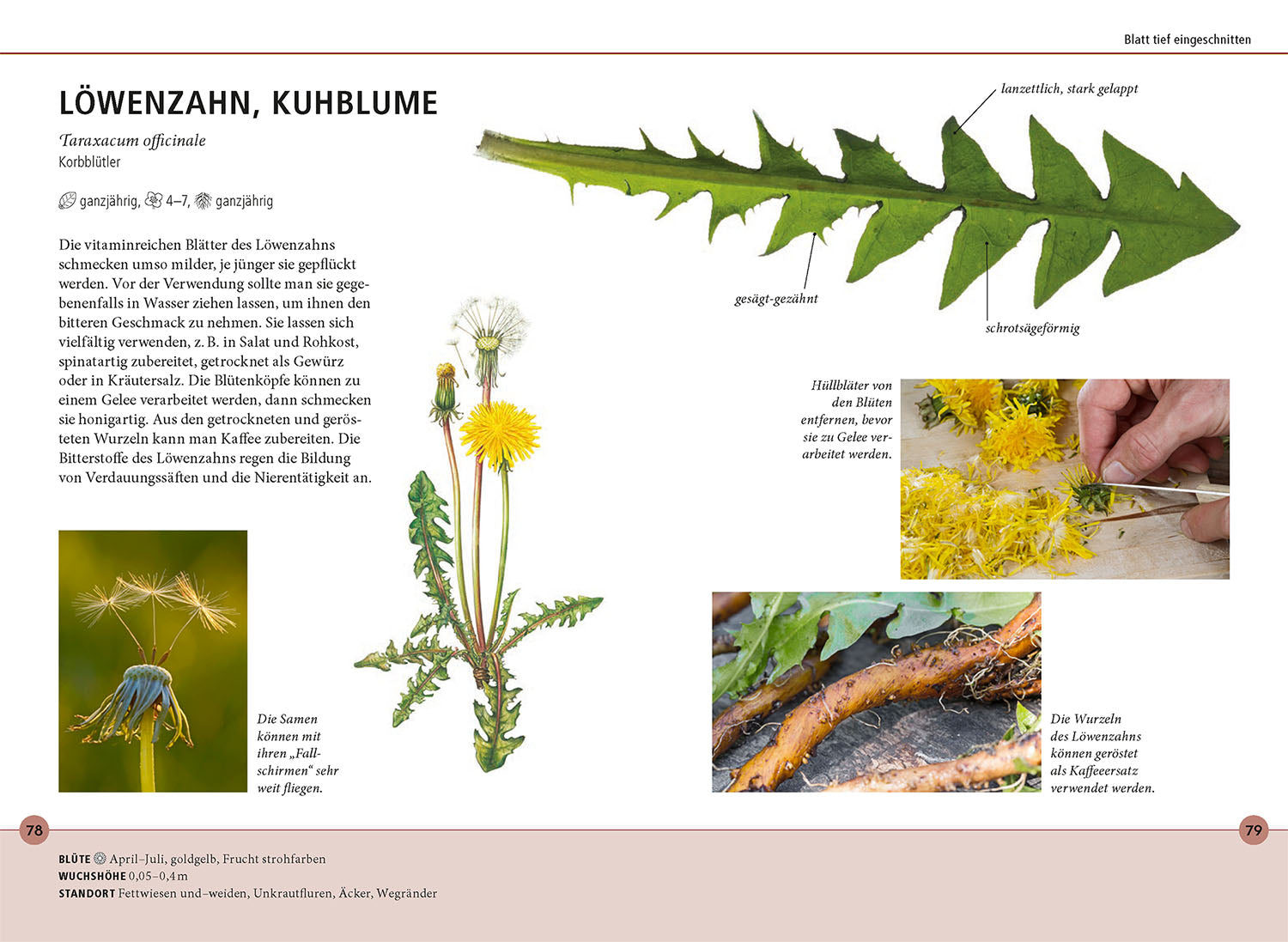 kosmos-wildkr-uter-am-blatt-erkennen-bestimmungsbuch-2 image 5