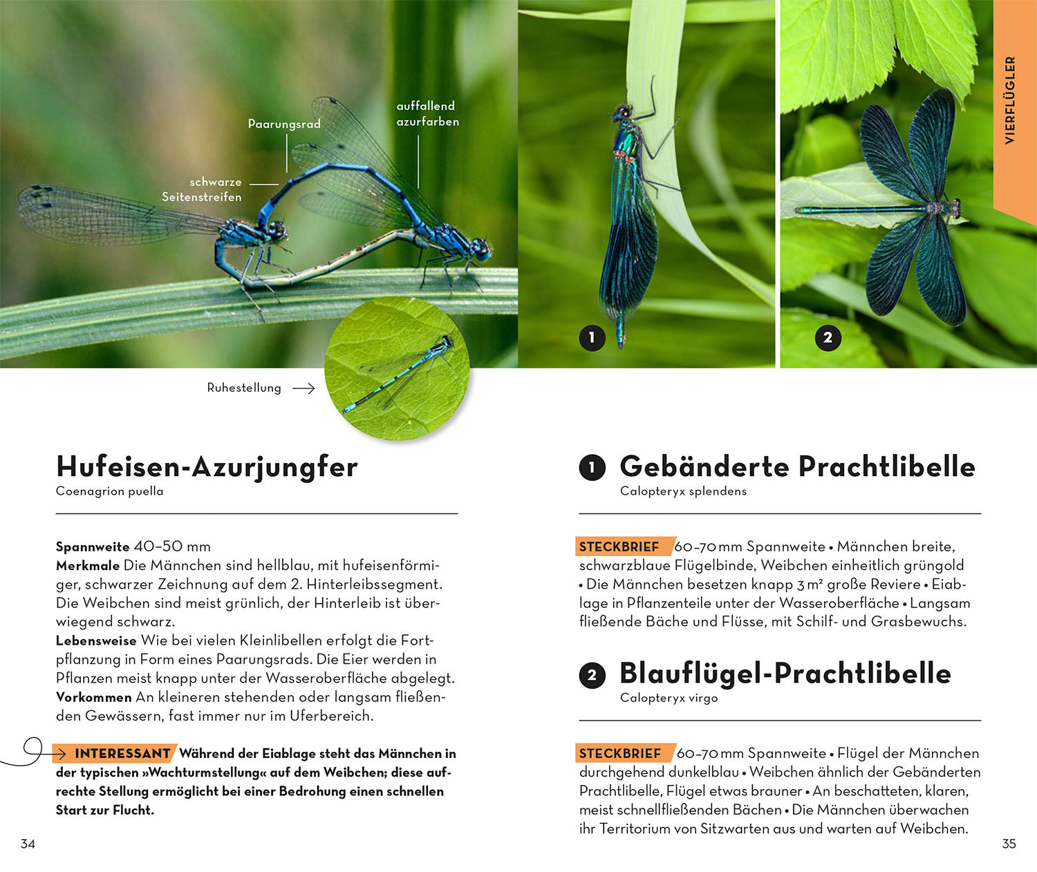 kosmos-basic-insekten-naturf-hrer-100-arten-bestimmen image 5