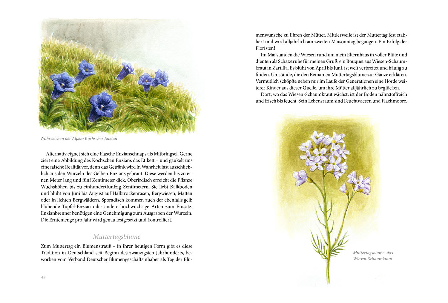 kosmos-sommerwiese-daniela-strau-naturbuch-wiese-tiere-pflanzen image 4