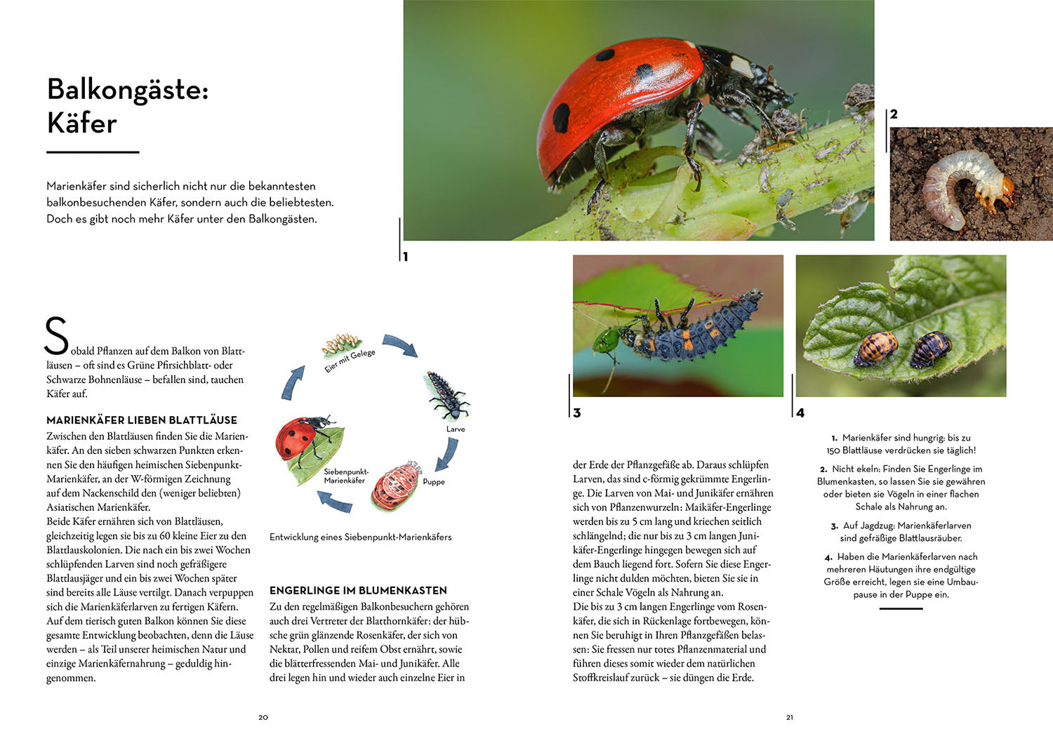 kosmos-tierisch-guter-balkon-ratgeber-tierfreundlich-nisthilfen image 3
