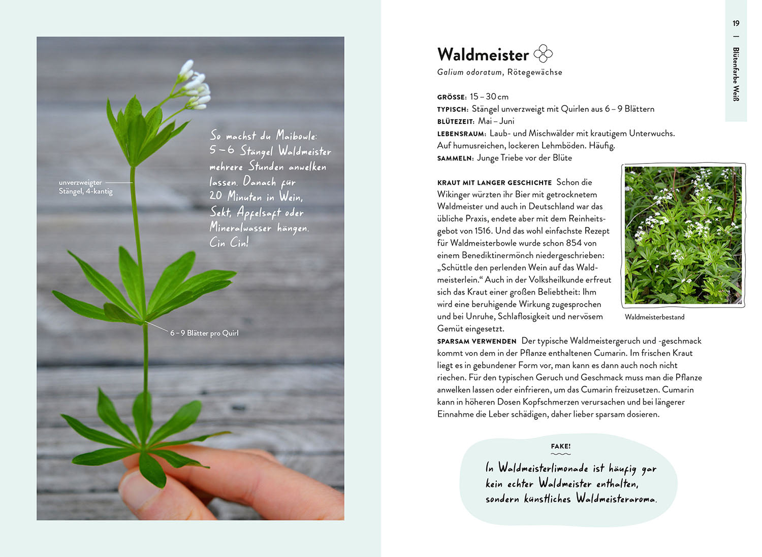 kosmos-nature-guide-wildpflanzen-buch-heimische-pflanzen-bestimmen image 4