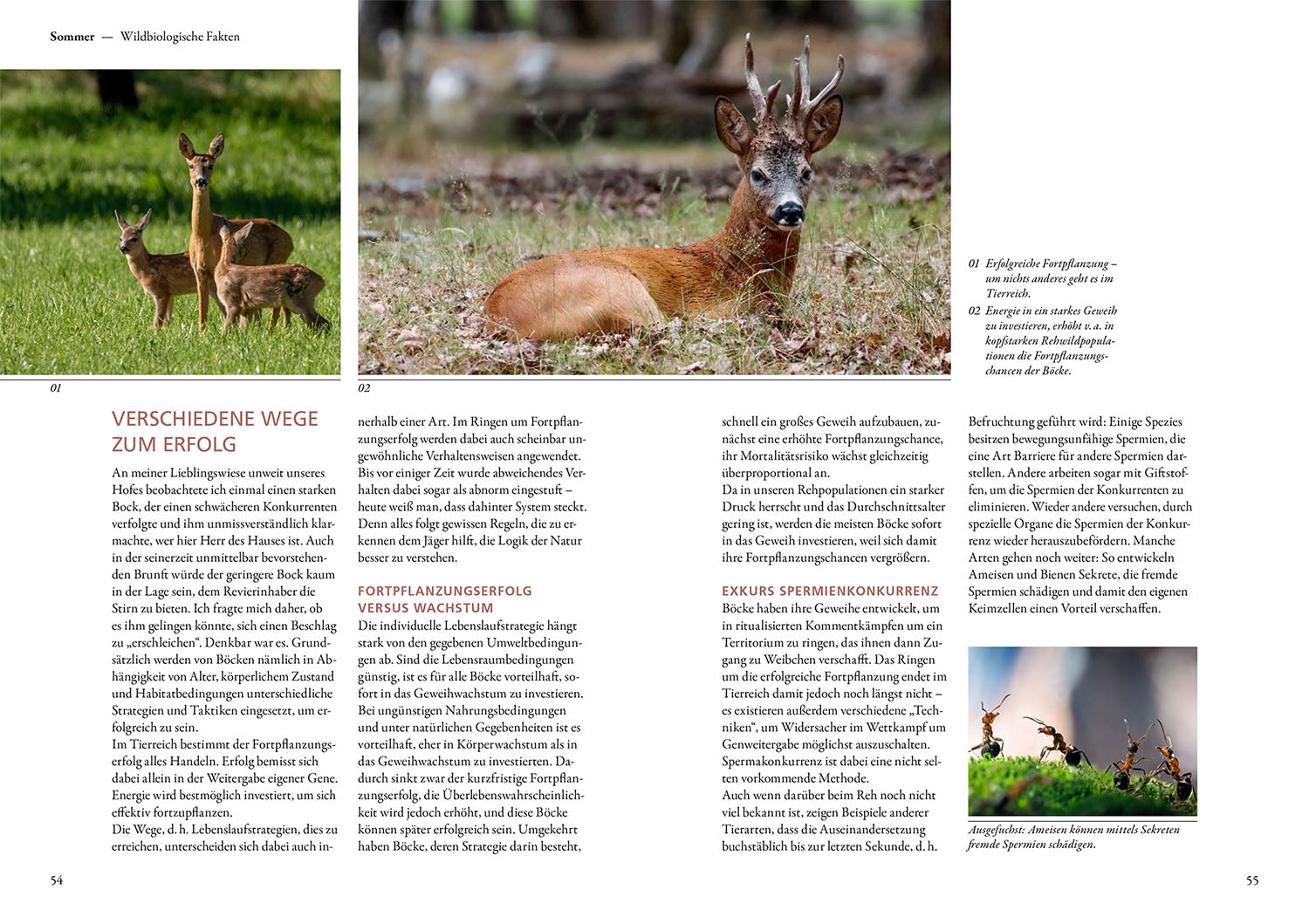 kosmos-auf-rehe-jagen-ratgeber-buch-rehwild image 4