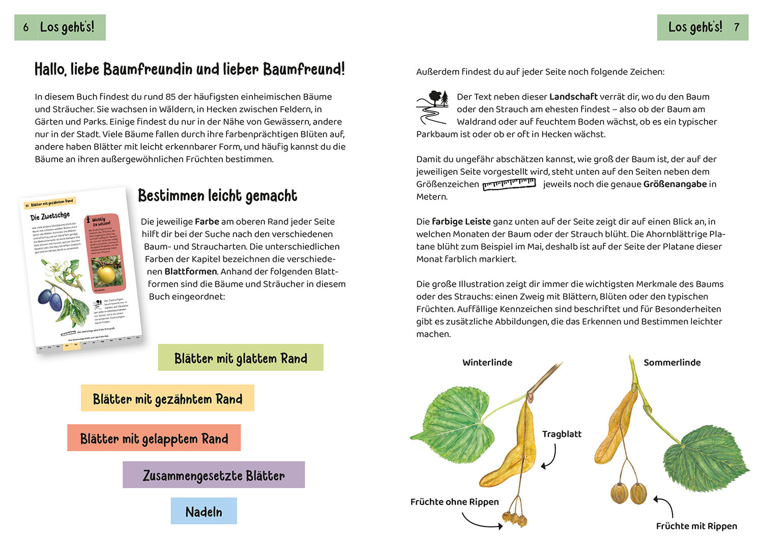 kosmos-welcher-baum-ist-das-kindernaturf-hrer-ab-6 image 4