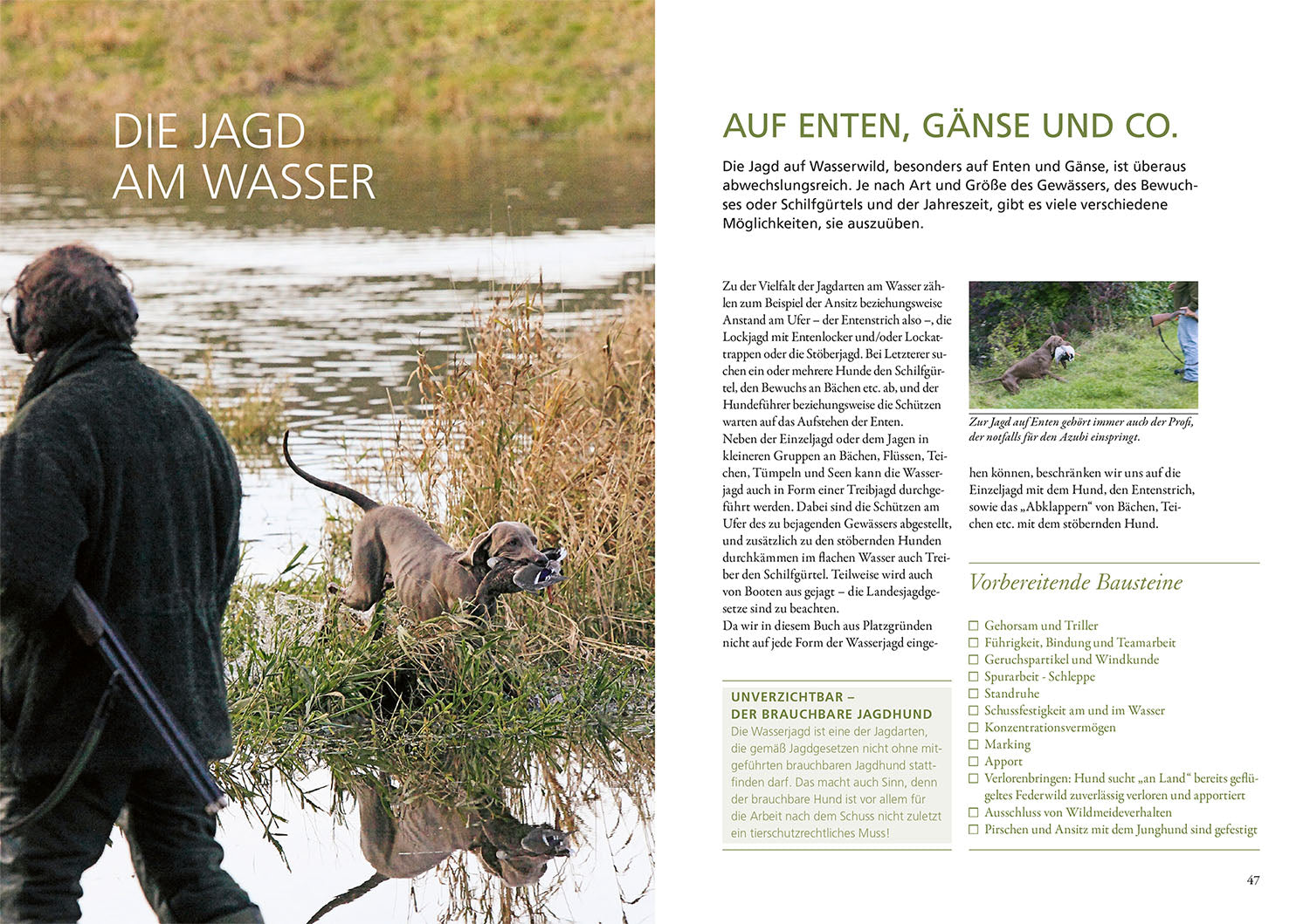 kosmos-die-ausbildung-des-jagdhundes-buch-jagdhund-welpe-junghund image 5