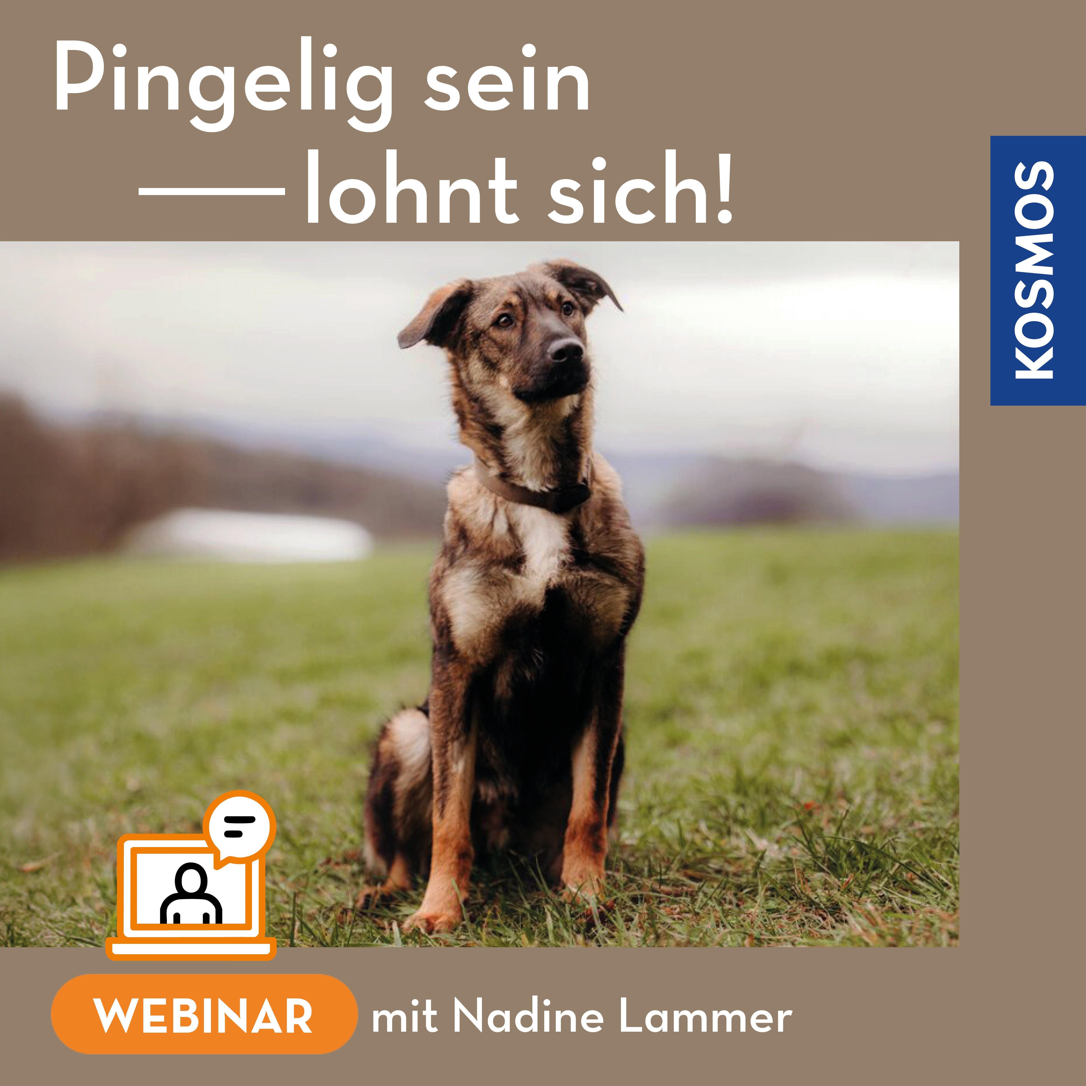 pingelig-sein-lohnt-sich-webinar-live-webinar-hundetraining image 1