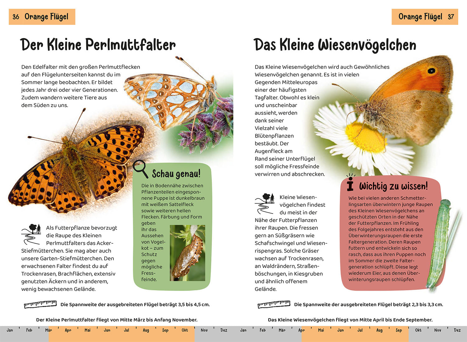 kosmos-welcher-schmetterling-ist-das-kindernaturf-hrer-85-arten image 4