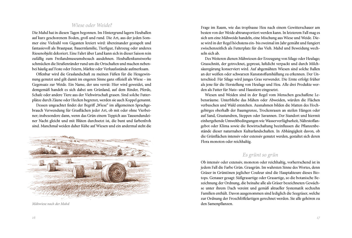 kosmos-sommerwiese-daniela-strau-naturbuch-wiese-tiere-pflanzen image 3