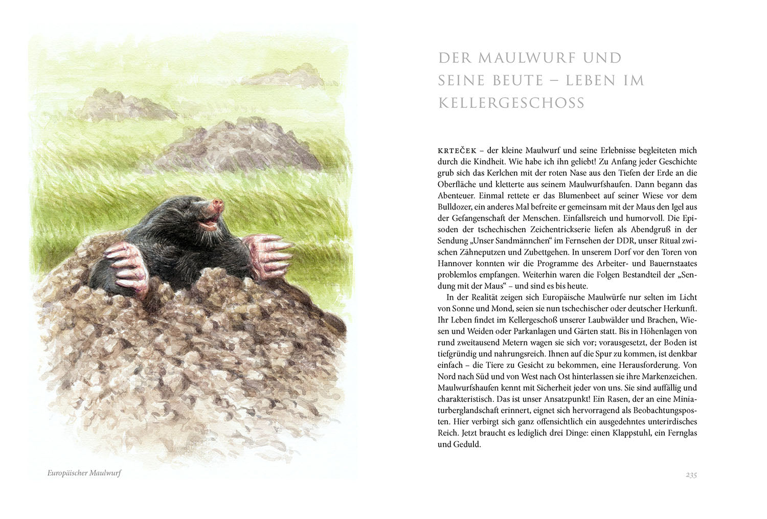 kosmos-sommerwiese-daniela-strau-naturbuch-wiese-tiere-pflanzen image 6
