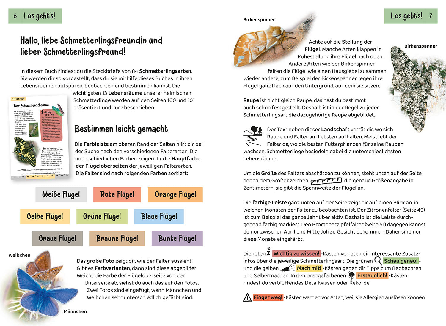kosmos-welcher-schmetterling-ist-das-kindernaturf-hrer-85-arten image 3