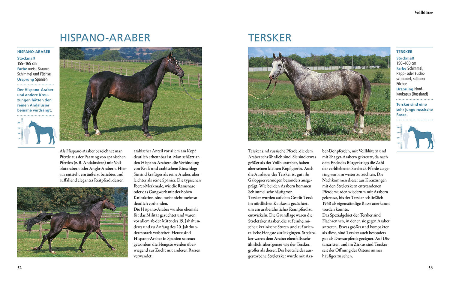 kosmos-pferderassen-buch-hannoveraner-andalusier-pony image 4