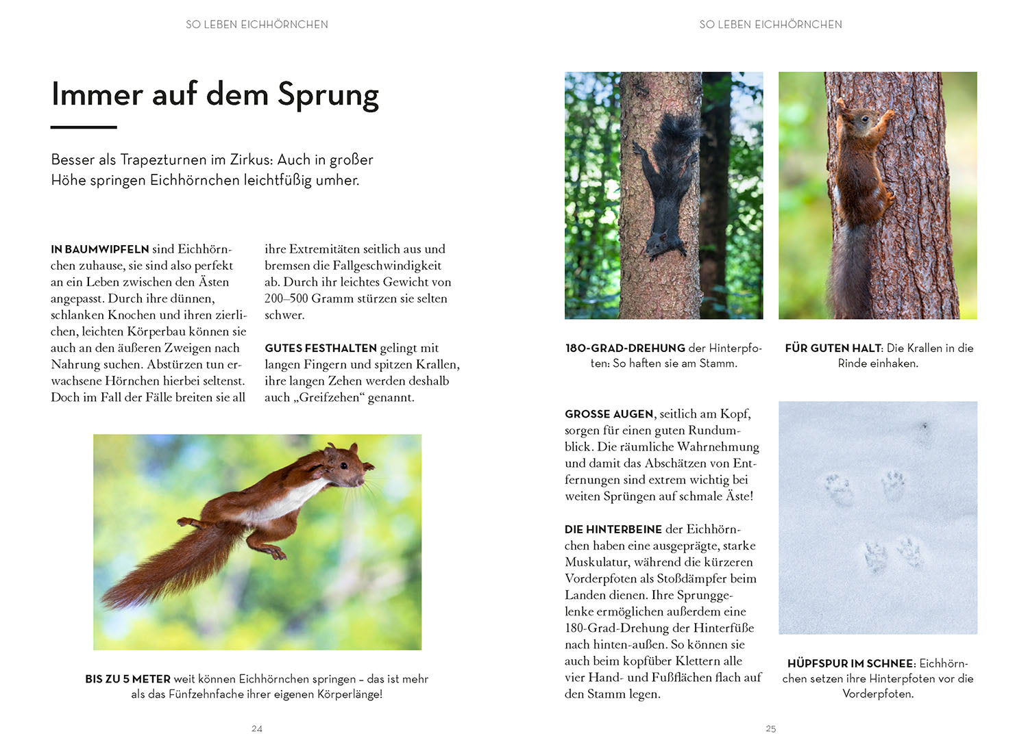 kosmos-mach-was-f-r-eichh-rnchen-naturbuch-garten-nothilfe-jungtiere image 4