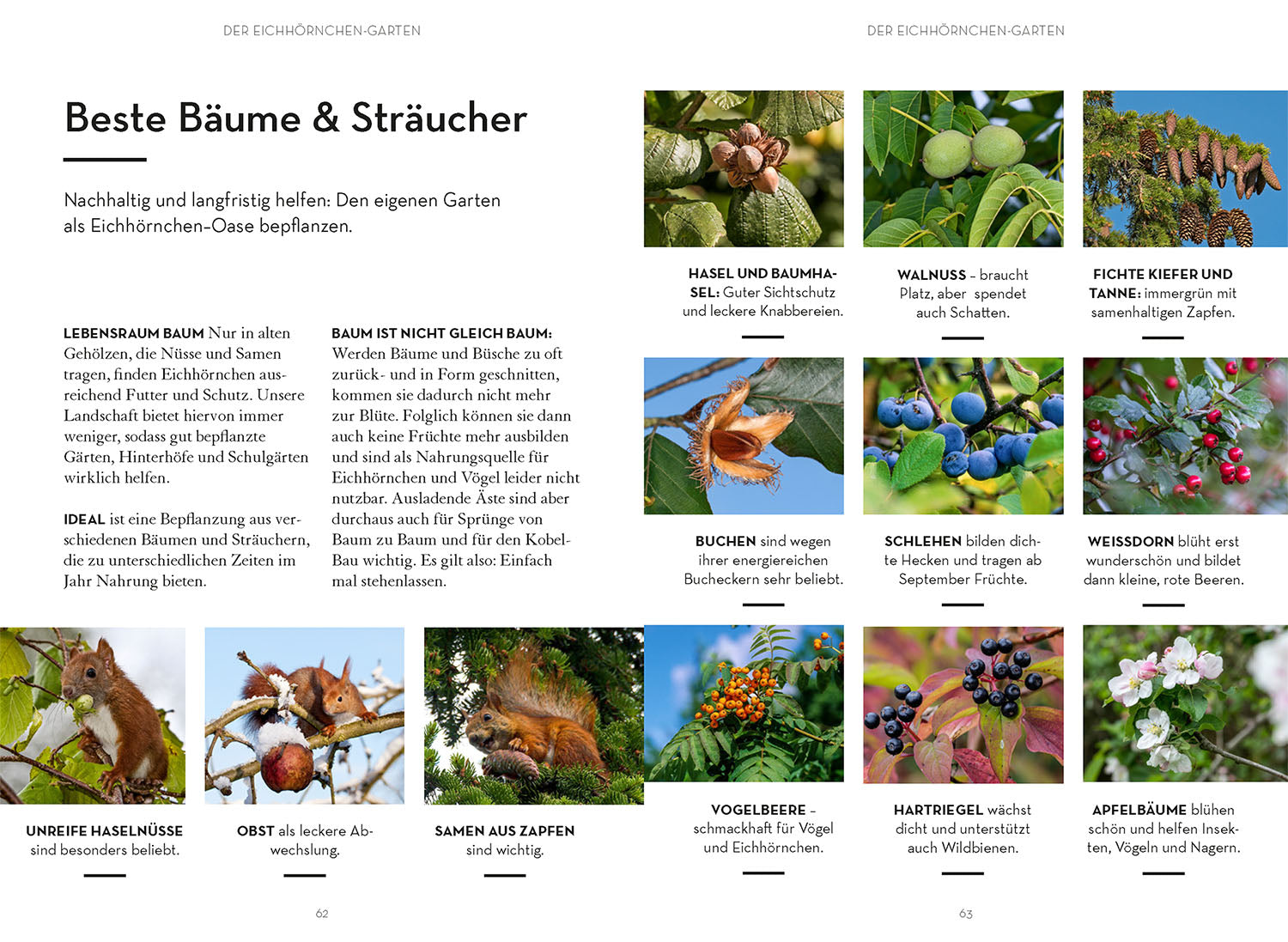 kosmos-mach-was-f-r-eichh-rnchen-naturbuch-garten-nothilfe-jungtiere image 5