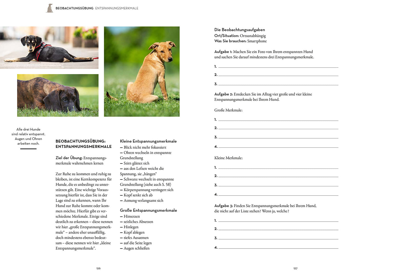 die-zauberkicker-moderne-welpenerziehung-hunde-ratgeber-20-bungen image 6
