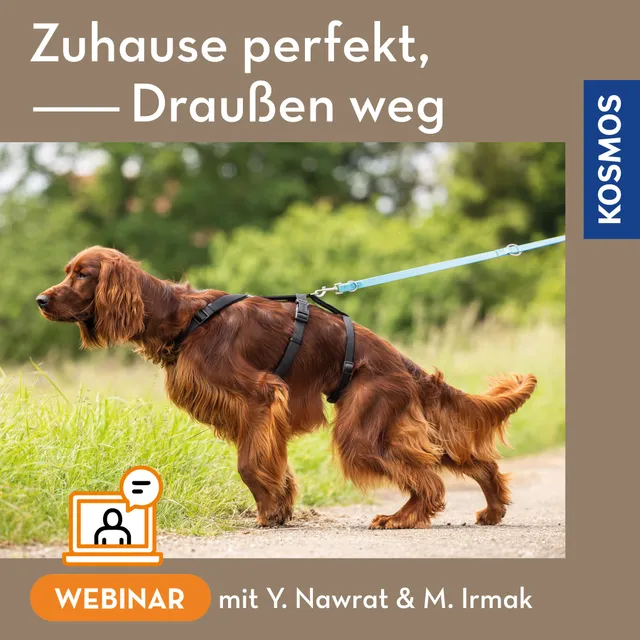 zuhause-perfekt-drau-en-weg-webinar-leinenf-hrigkeit-live image 1