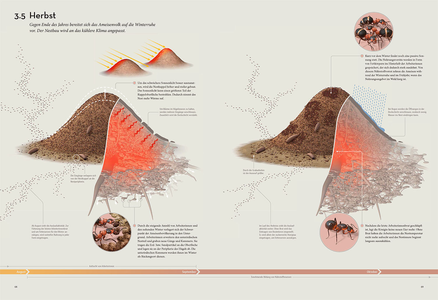 kosmos-das-ameisenkollektiv-sachbuch-rote-waldameise-3d image 5