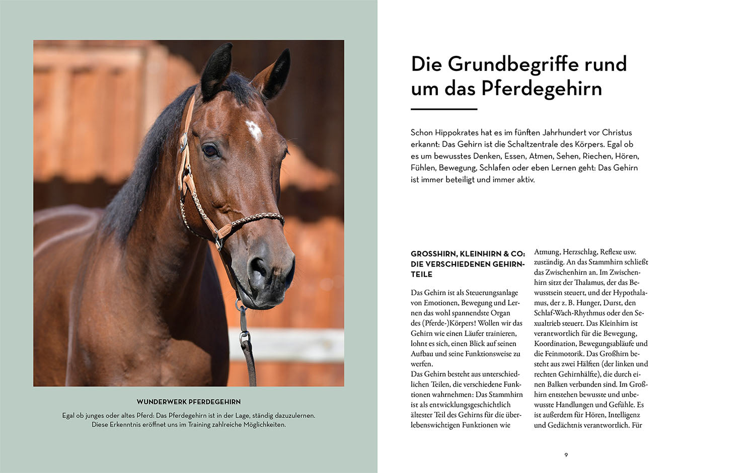 kosmos-gehirnjogging-f-r-clevere-pferde-pferdebuch image 3