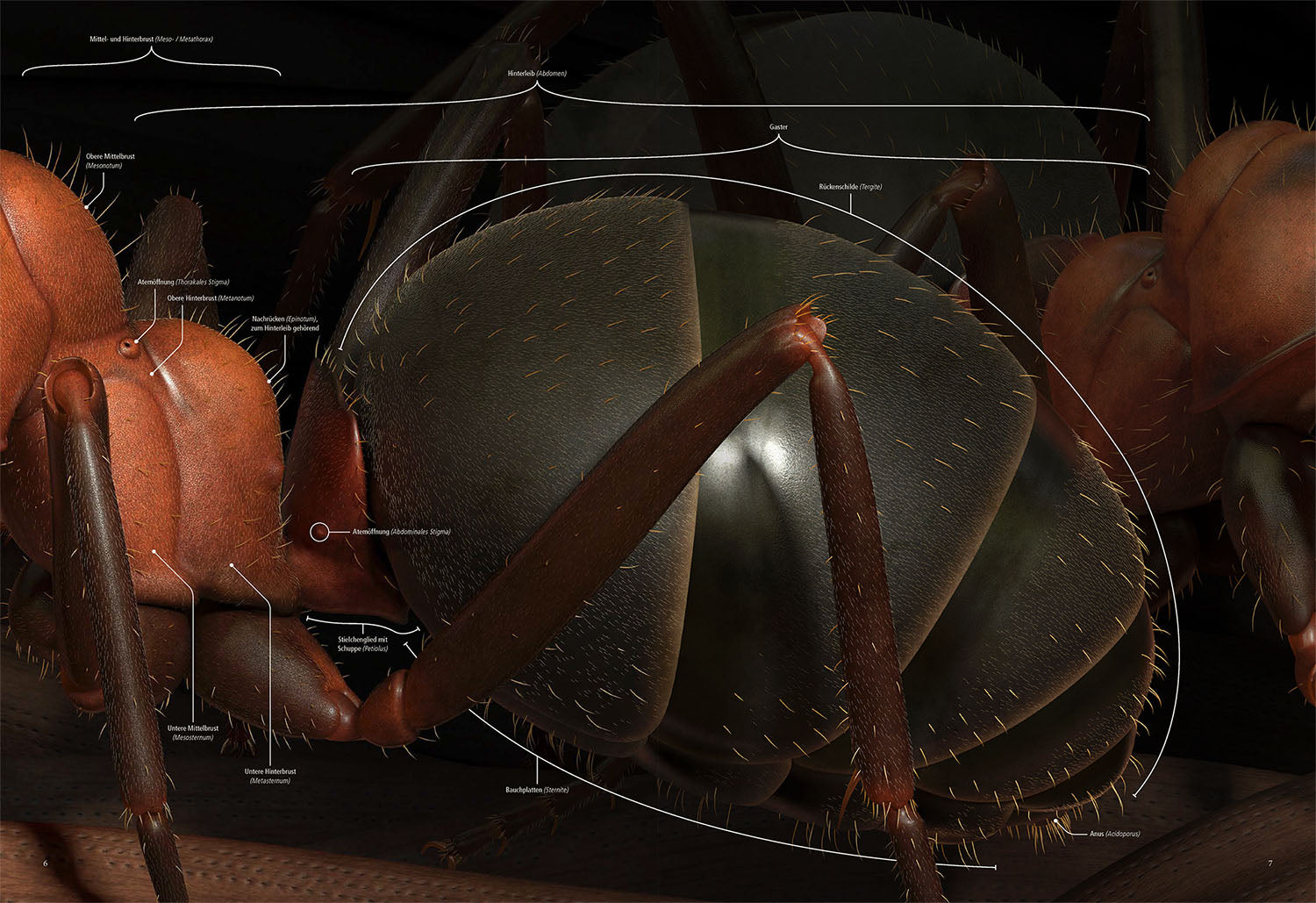 kosmos-das-ameisenkollektiv-sachbuch-rote-waldameise-3d image 3