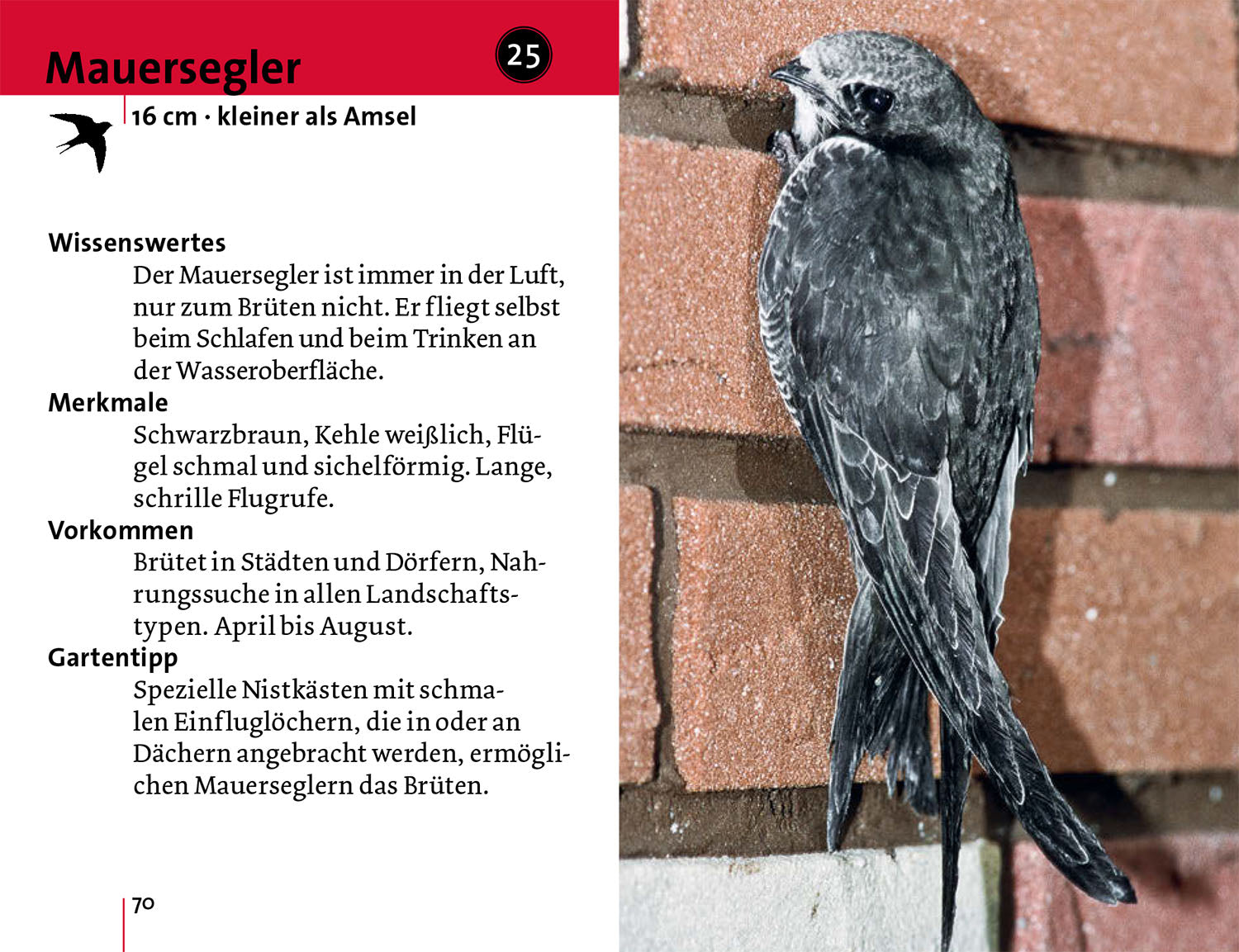 kosmos-alle-v-gel-sind-schon-da-vogelf-hrer-mit-cd-50-gartenv-gel image 5