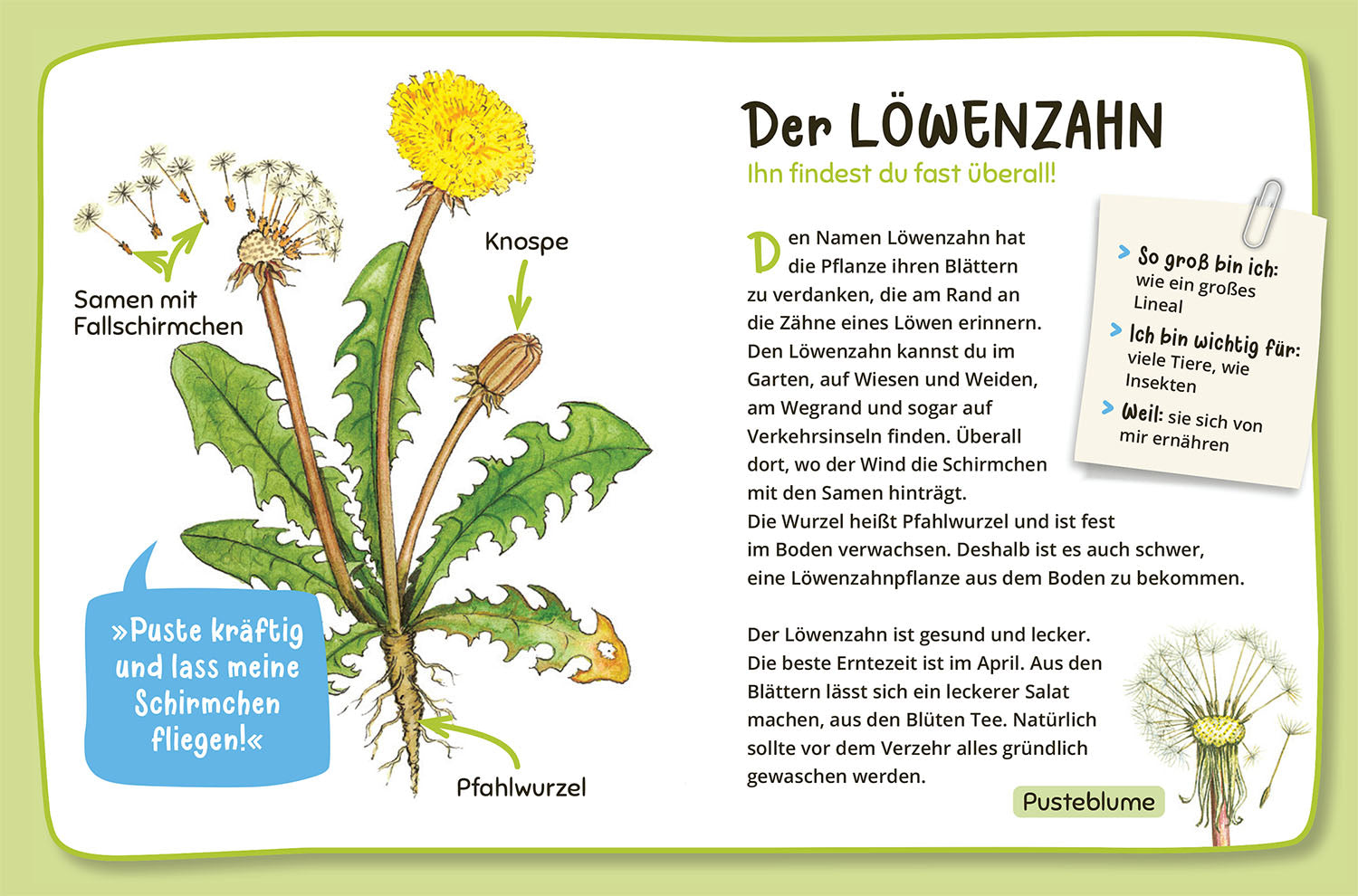 kosmos-mein-erster-naturf-hrer-was-lebt-im-garten-kinderbuch-ab-4 image 6
