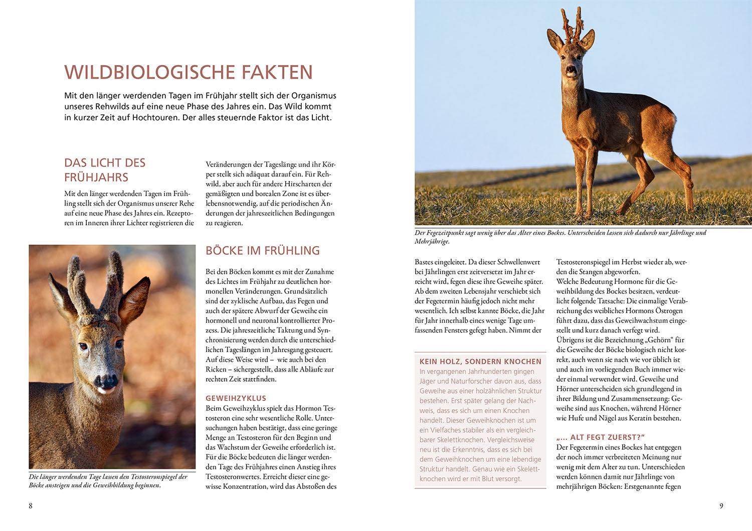 kosmos-auf-rehe-jagen-ratgeber-buch-rehwild image 3