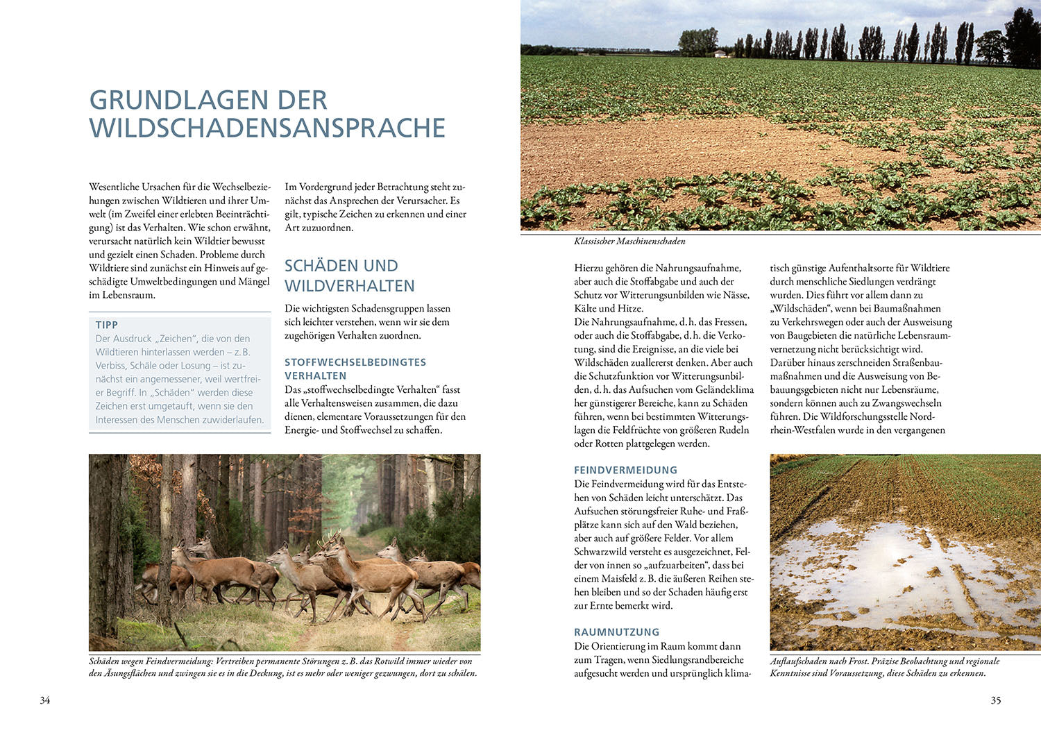 kosmos-wildsch-den-ratgeber-bewertung-feld-und-wald-buch image 3