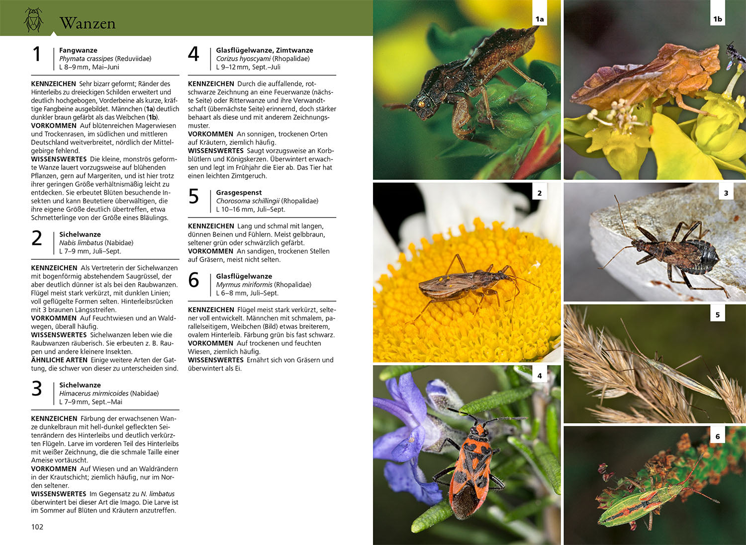der-kosmos-insektenf-hrer-buch-900-arten-farbcode image 4