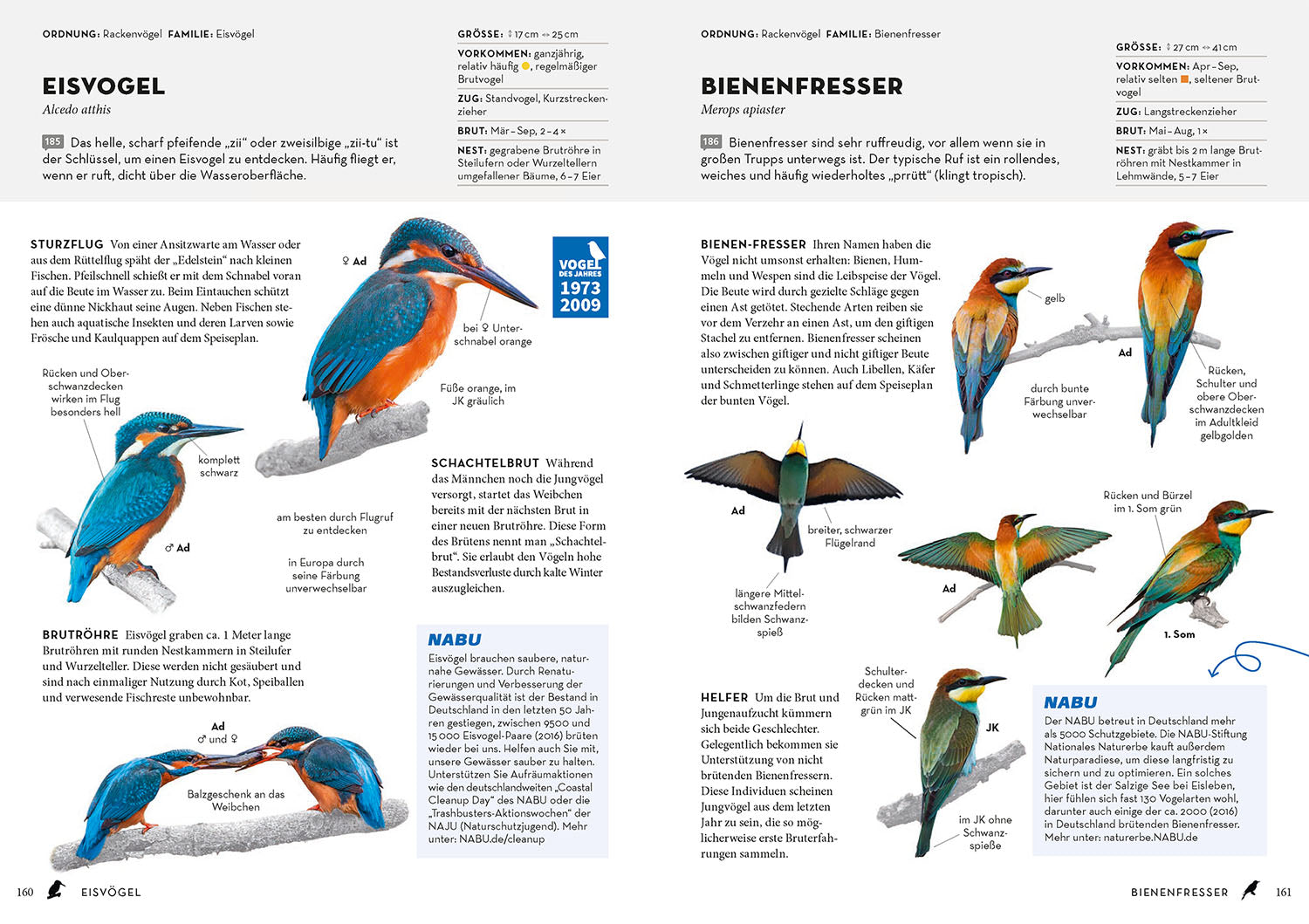 kosmos-das-nabu-vogelbuch-bestimmungsbuch-315-arten image 5