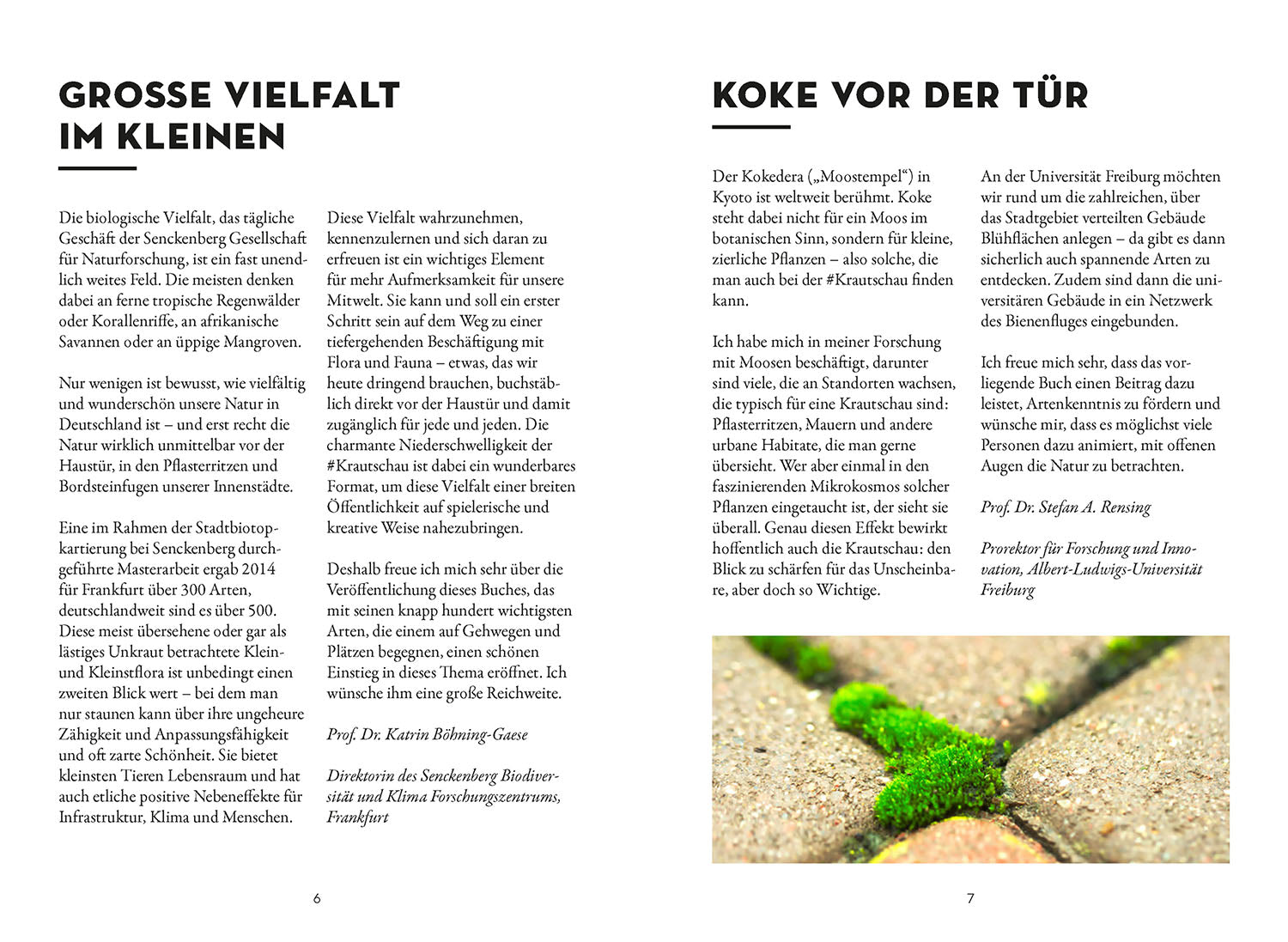 kosmos-das-w-chst-in-deiner-stadt-bestimmungsbuch-pflanzen image 3