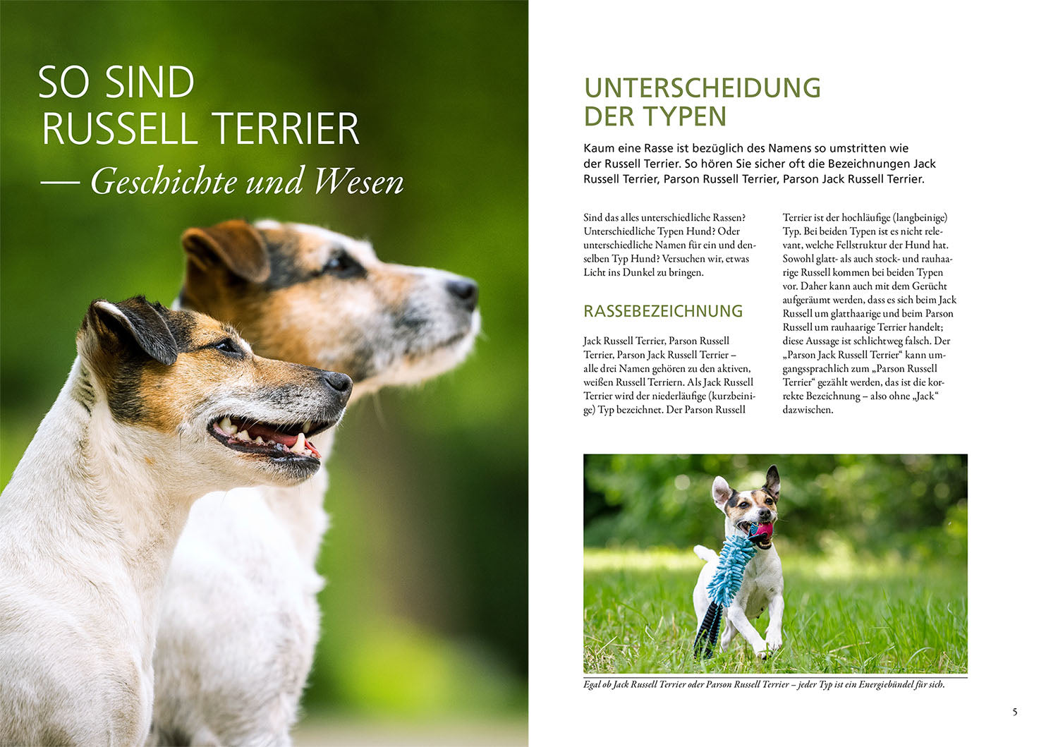 parson-und-jack-russell-terrier-ratgeber-praxiswissen-hund image 3