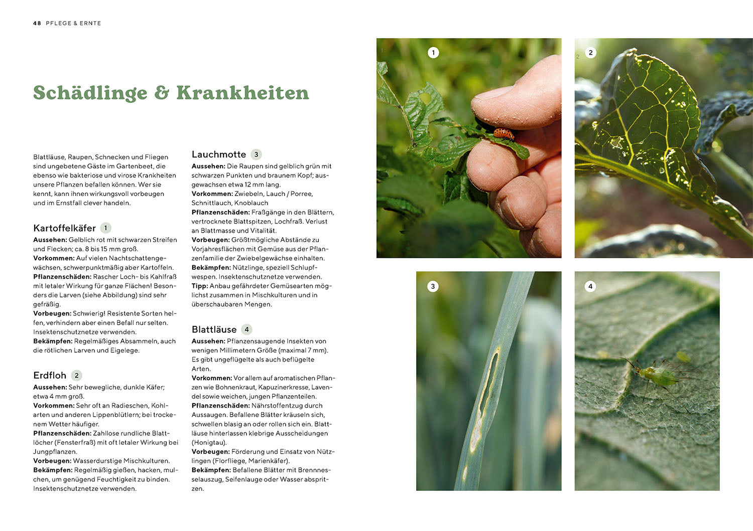 die-zauberkicker-biog-rtnern-buch-bio-garten-einsteiger image 5