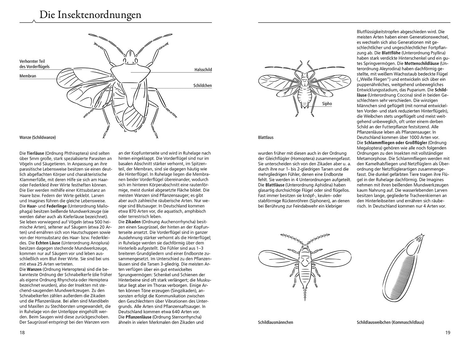 der-kosmos-insektenf-hrer-buch-900-arten-farbcode image 3