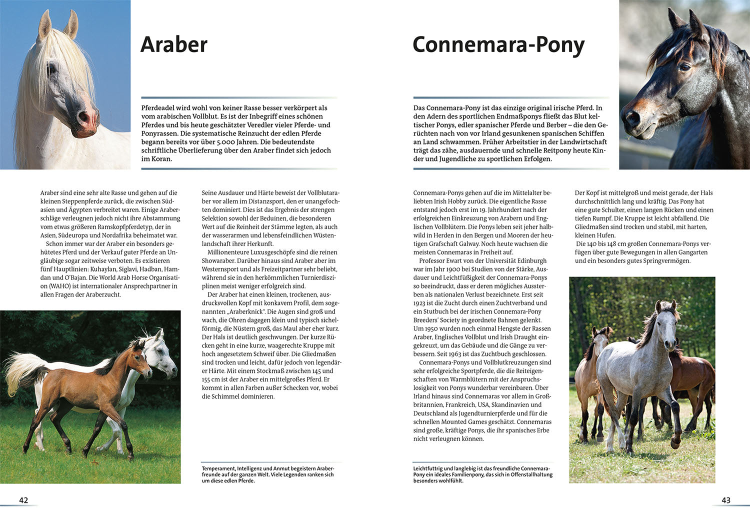 kosmos-alles-ber-pferde-buch-haltung-rassen-reiten image 4