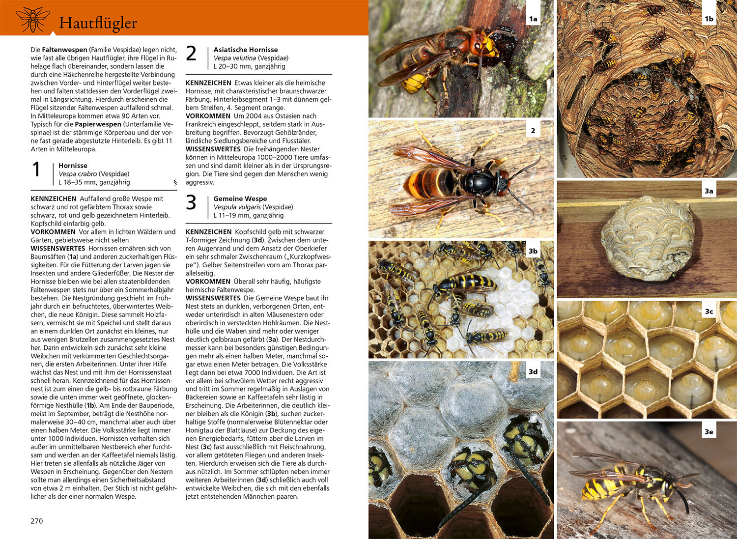 der-kosmos-insektenf-hrer-buch-900-arten-farbcode image 5