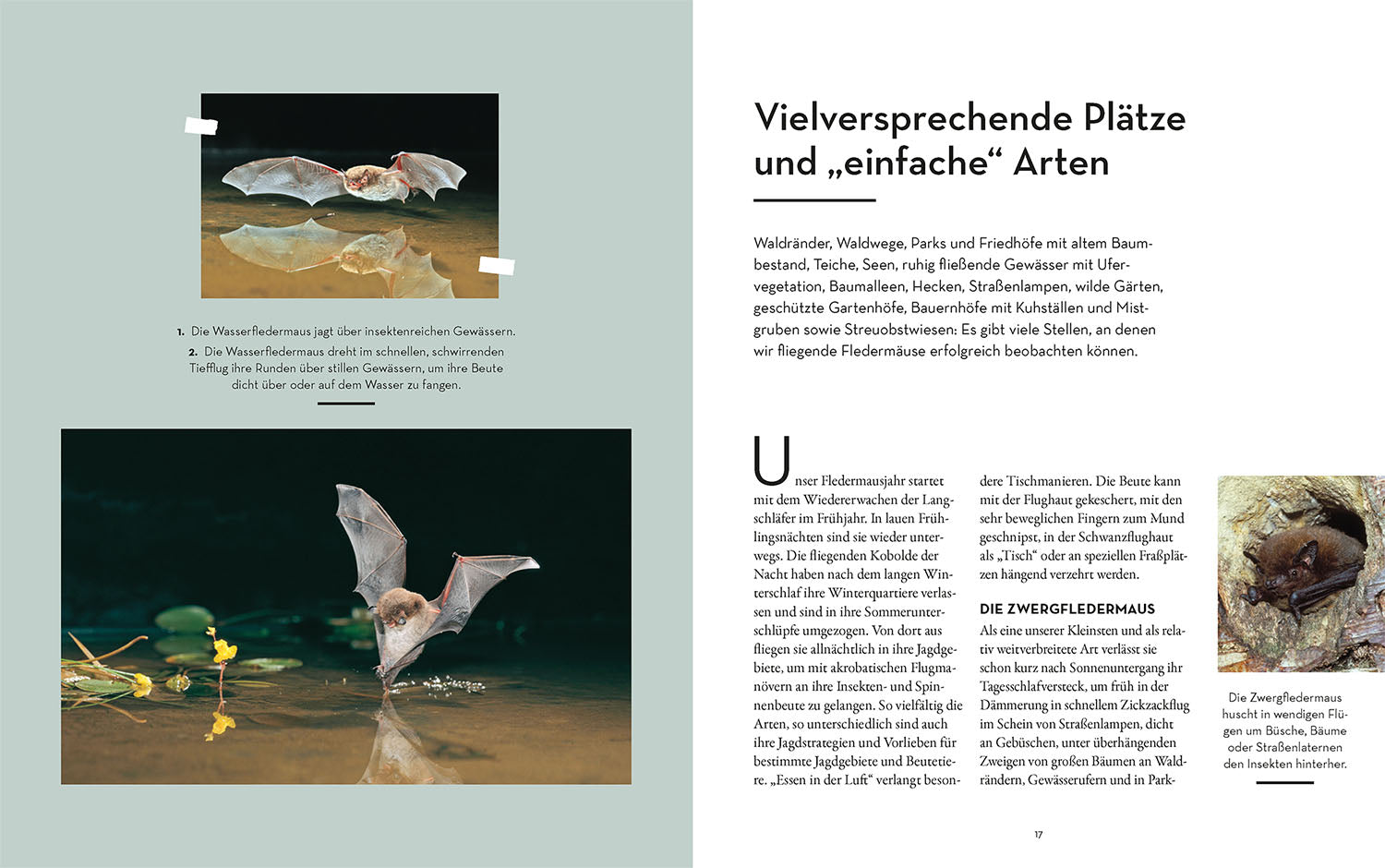 kosmos-flederm-use-buch-nachttiere-beobachten-und-sch-tzen image 3