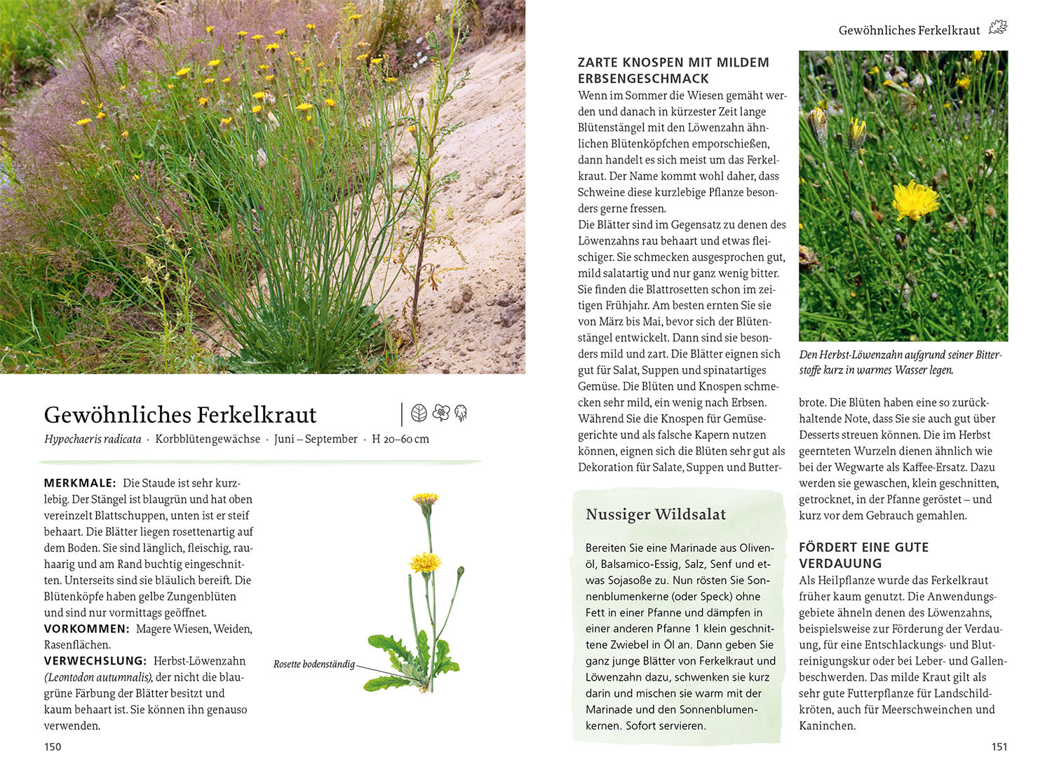 kosmos-unsere-essbaren-wildpflanzen-buch-bestimmen-sammeln image 5