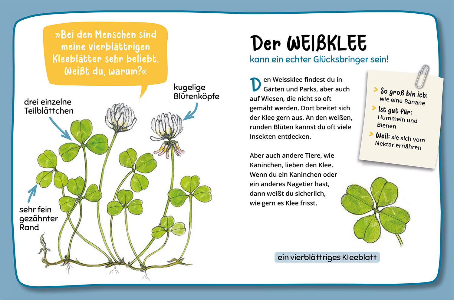 kosmos-mein-erster-naturf-hrer-was-bl-ht-denn-da-blumenbuch-2 image 3