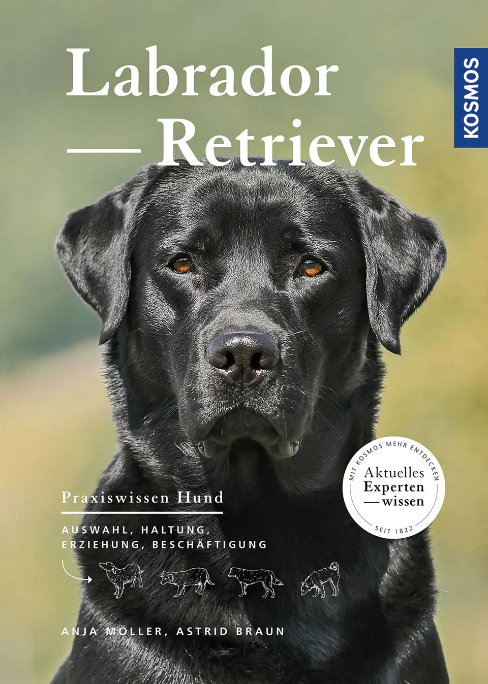 kosmos-labrador-retriever-hunderatgeber-erziehung-haltung-familienhund image 1