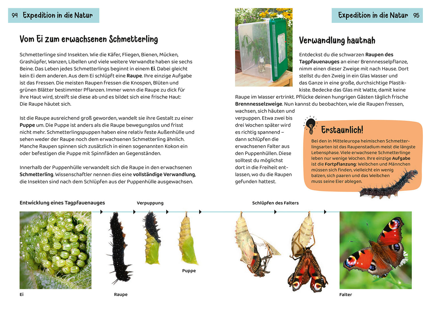 kosmos-welcher-schmetterling-ist-das-kindernaturf-hrer-85-arten image 6