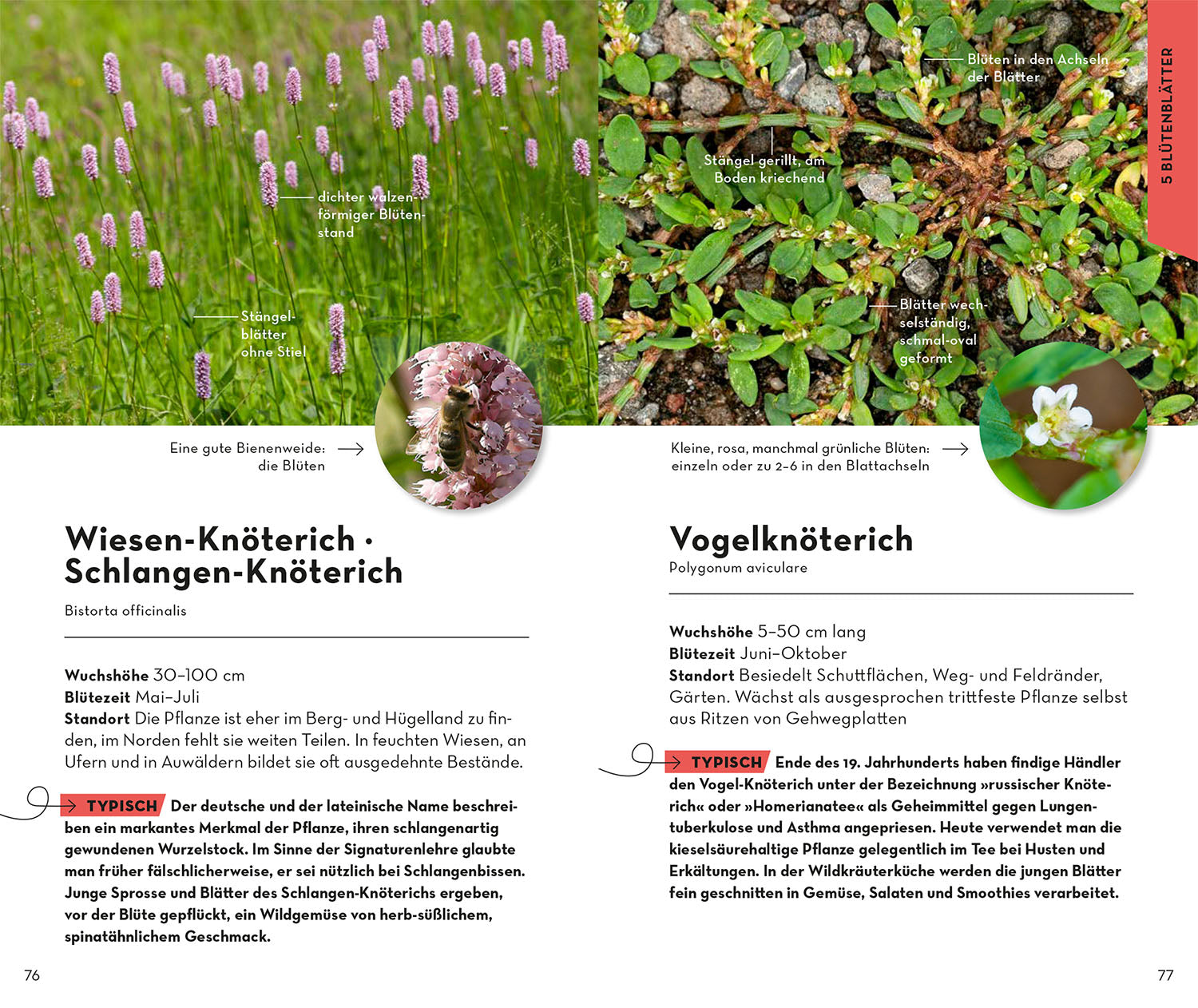 kosmos-basic-blumen-naturf-hrer-wildblumen image 5