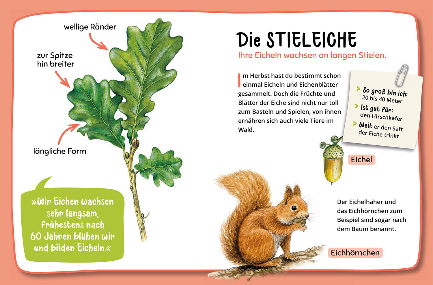 kosmos-mein-erster-naturf-hrer-welcher-baum-ist-das-kinderbuch-ab-4 image 4