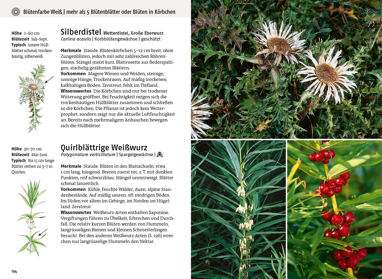 kosmos-was-bl-ht-denn-da-fotoband-blumenbuch-app image 4