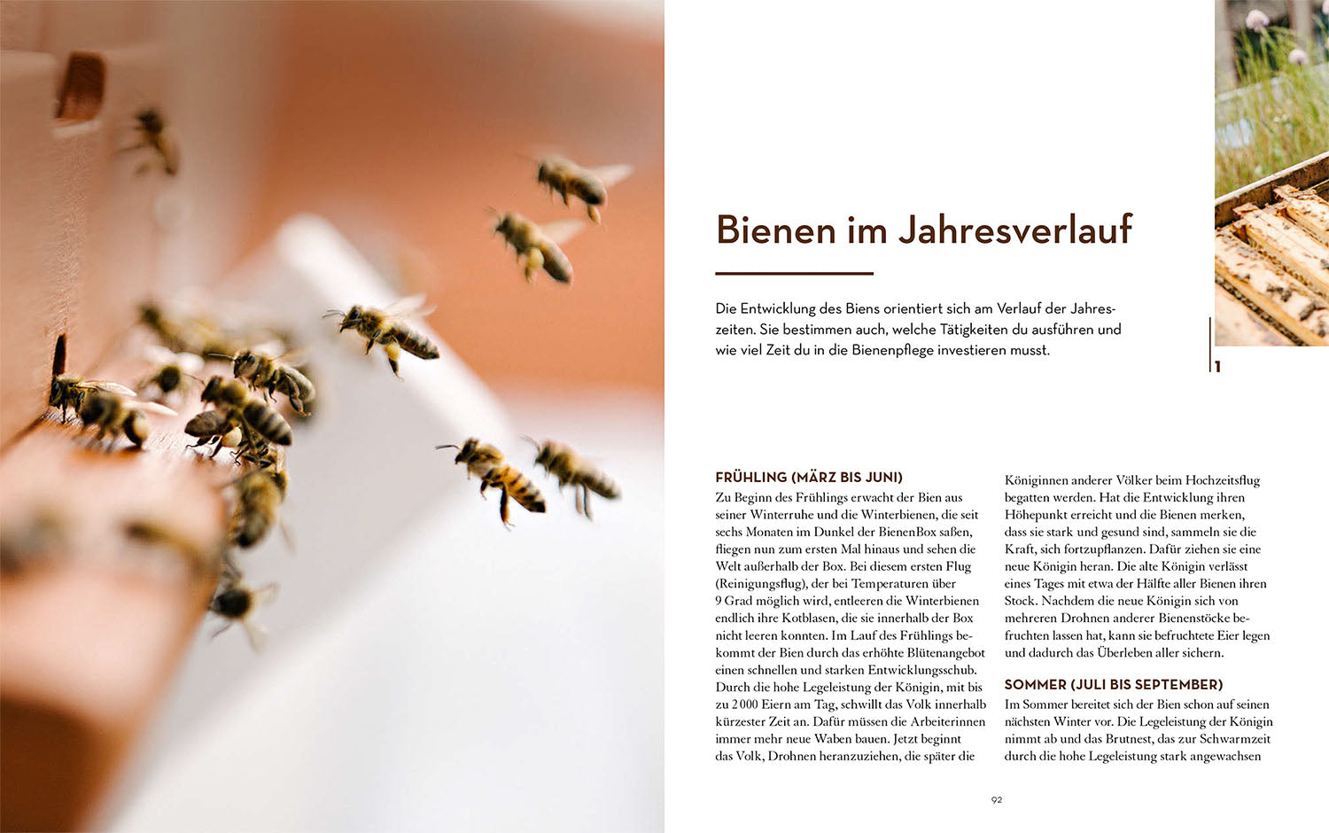 kosmos-bienen-halten-mit-bienenbox-buch-imker-einstieg image 5