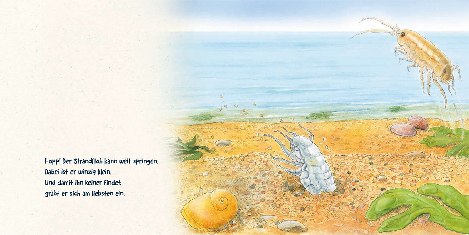 kosmos-guck-mal-tief-ins-meer-lochbuch-meerestiere image 3