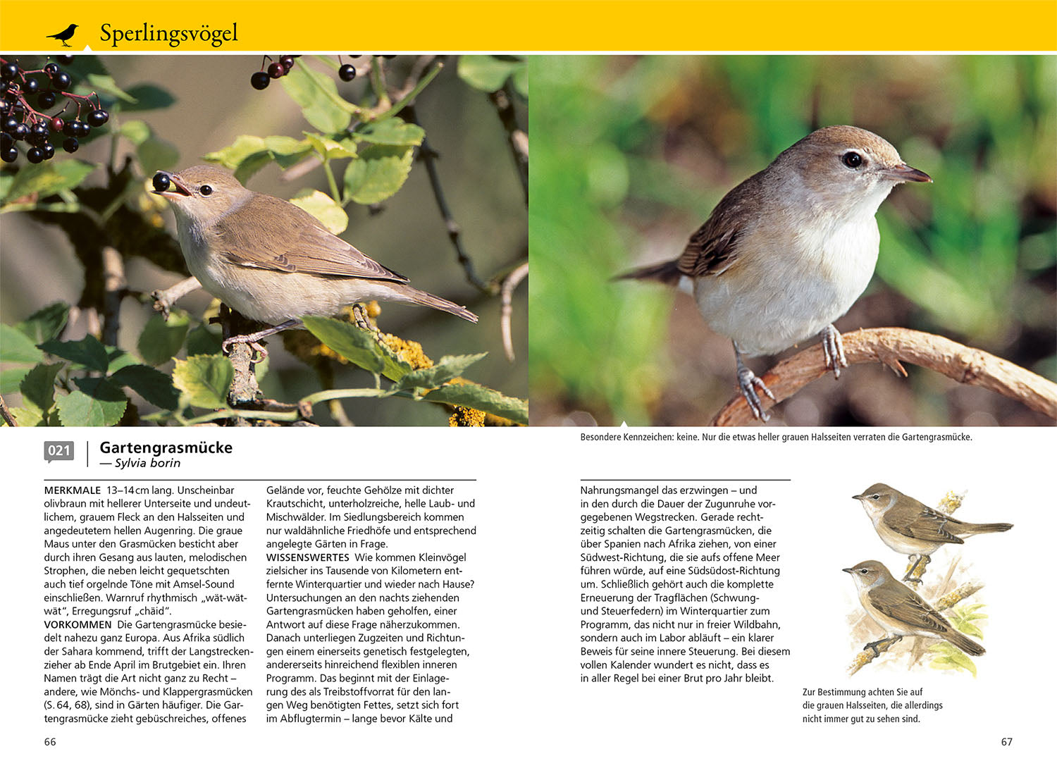 welcher-gartenvogel-ist-das-kosmos-vogelbuch-mit-100-arten-nabu image 5