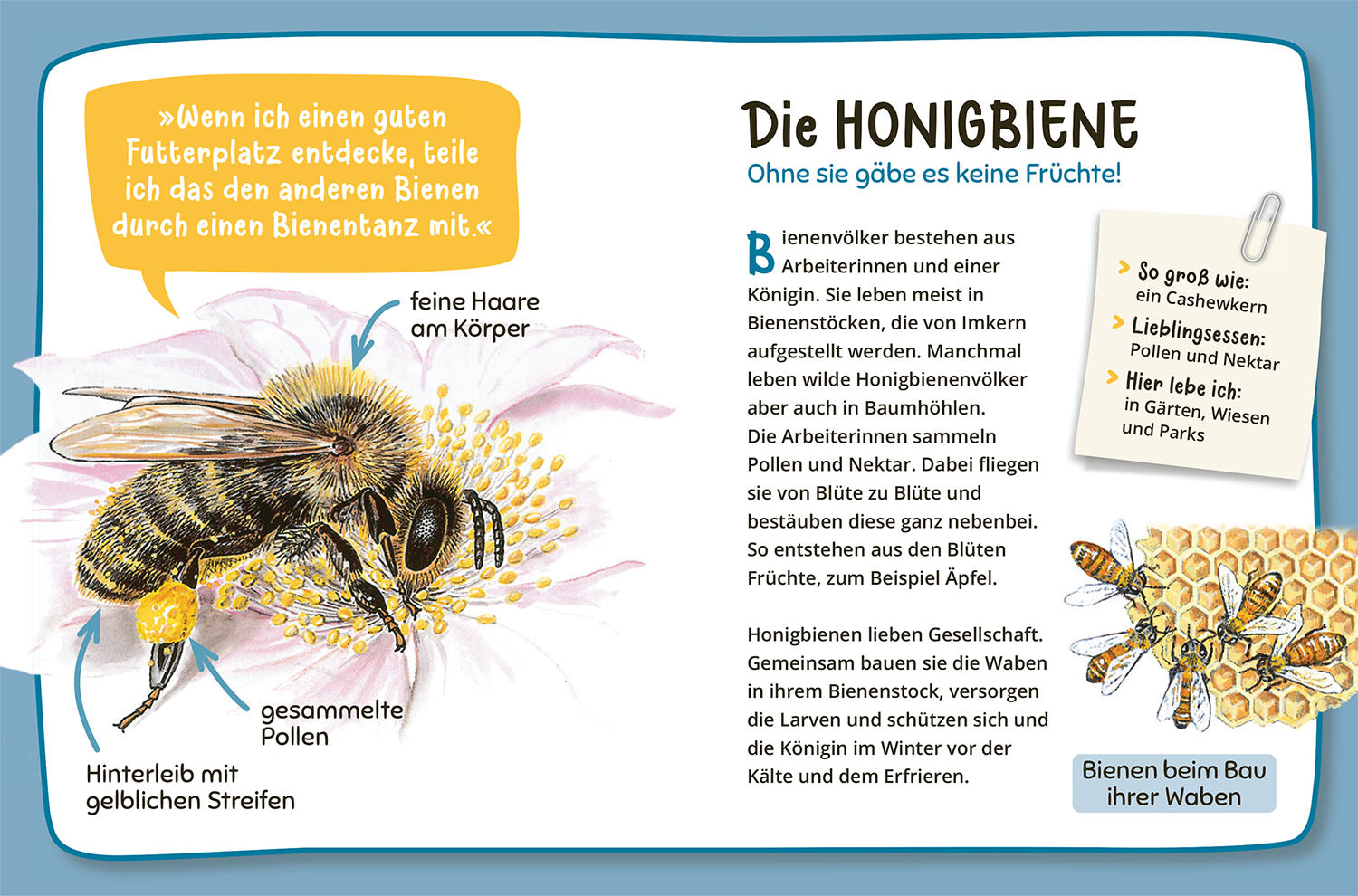 kosmos-mein-erster-naturf-hrer-was-lebt-im-garten-kinderbuch-ab-4 image 4