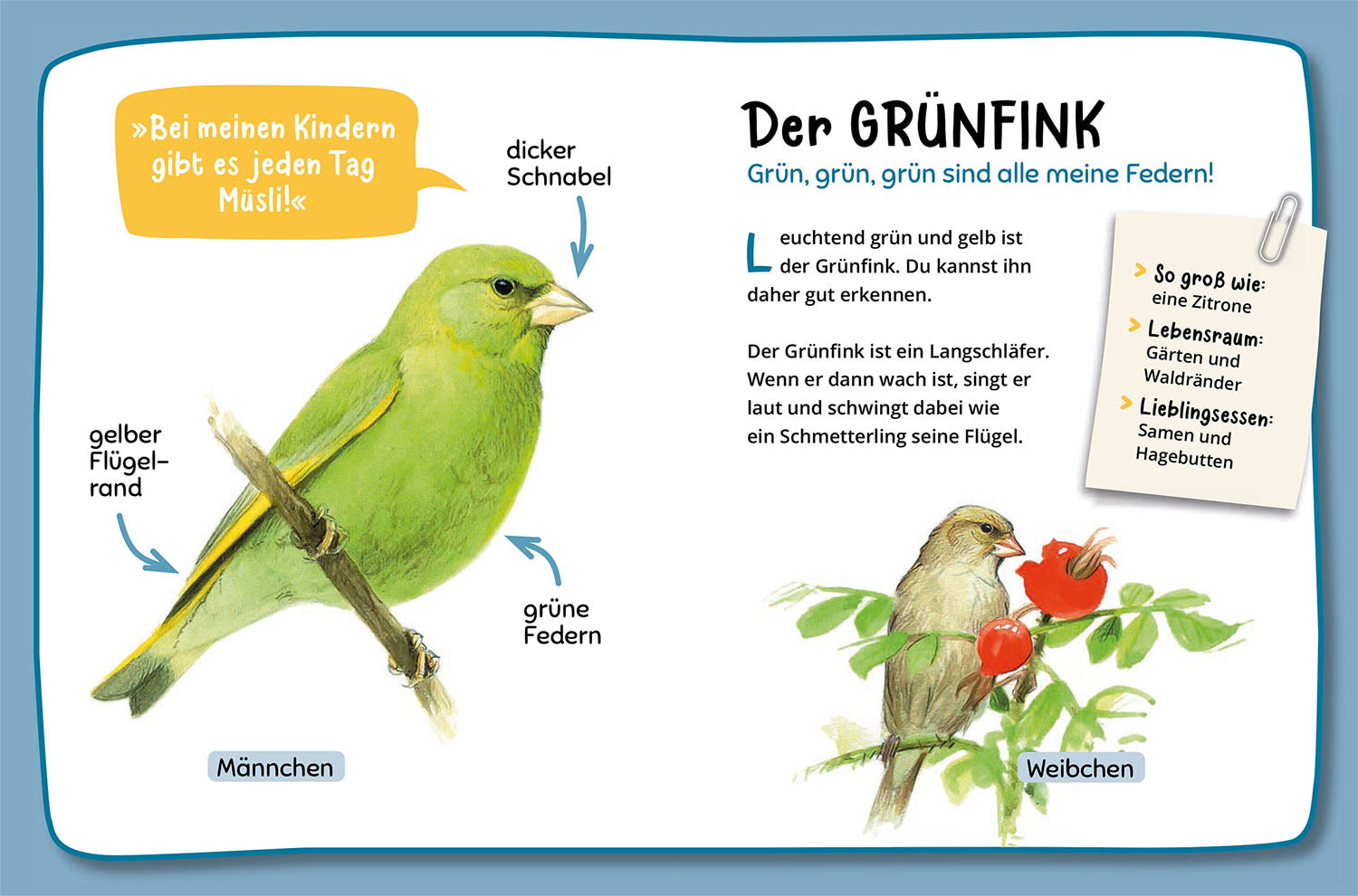 kosmos-mein-erster-naturf-hrer-was-fliegt-denn-da-vogelbuch-ab-4 image 5