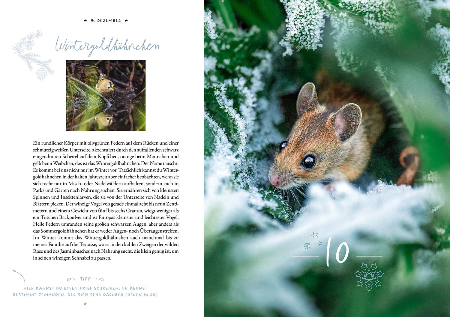 kosmos-winter-moments-in-nature-adventskalender-buch image 4