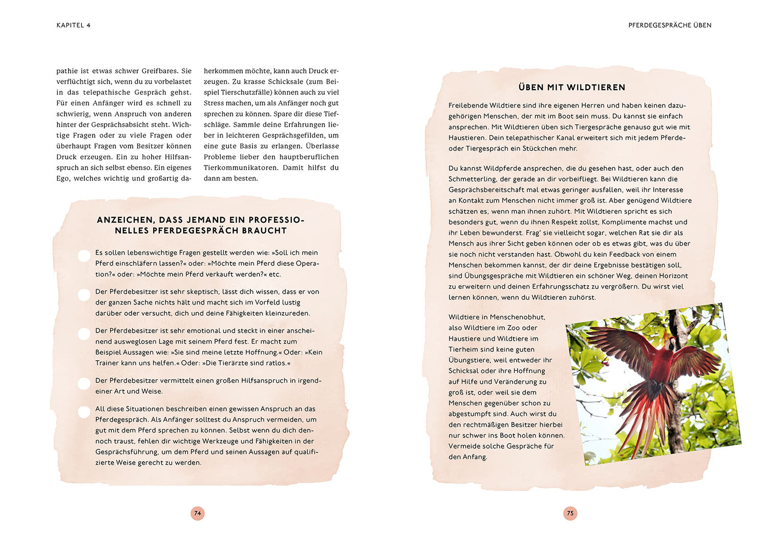 die-zauberkicker-gespr-che-mit-deinem-pferd-buch-tierkommunikation image 5