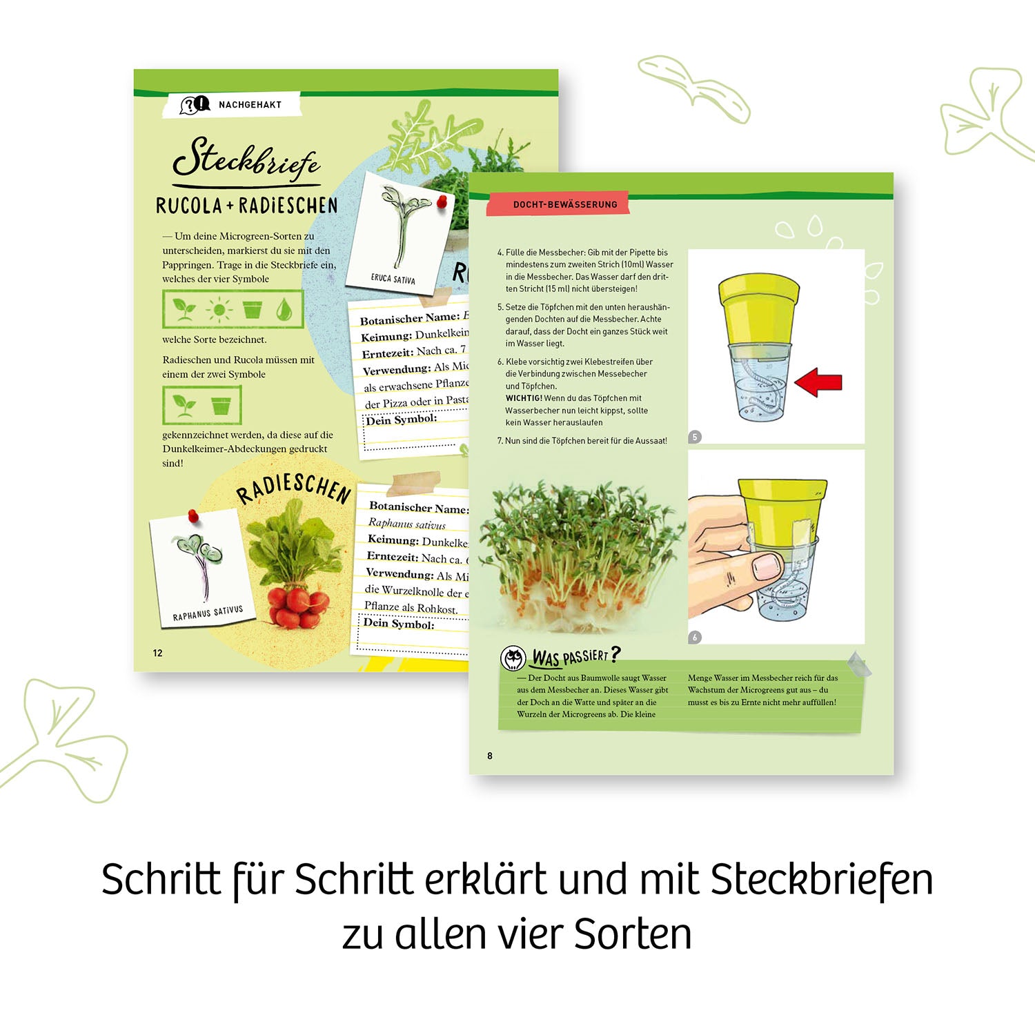 kosmos-microgreen-garten-experimentierkasten-bio-keimlinge-4-sorten image 5